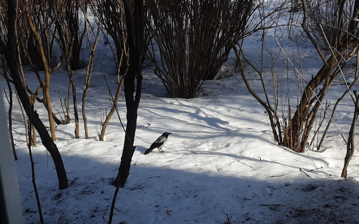 Серая ворона. Фотография Александра Калько.