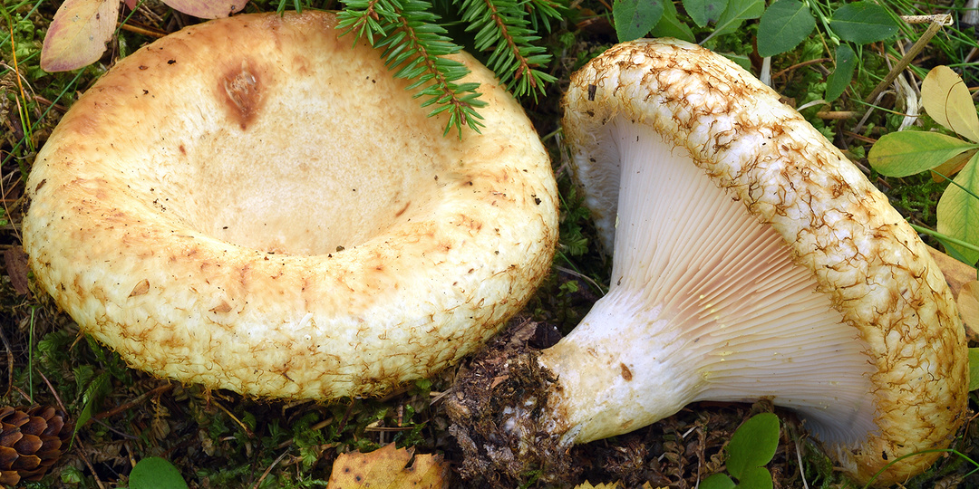 Груздь бахромистый (Lactarius citriolens)