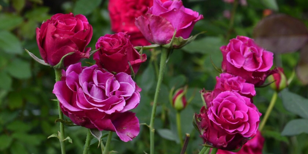 Отзыв о чайно-гибридной розе «Готча / Гоча» (Gotcha)