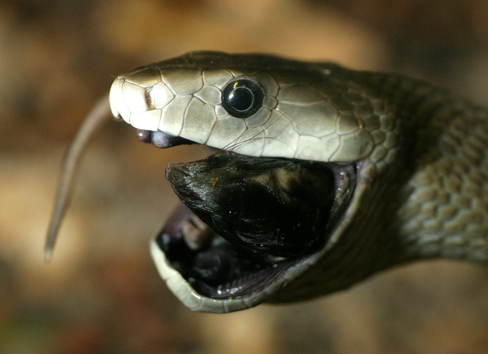 Чёрная мамба — одна из самых быстрых и ядовитых змей на планете. При угрозе она раскрывает пасть, демонстрируя тёмную внутреннюю часть, и может наносить несколько молниеносных укусов подряд