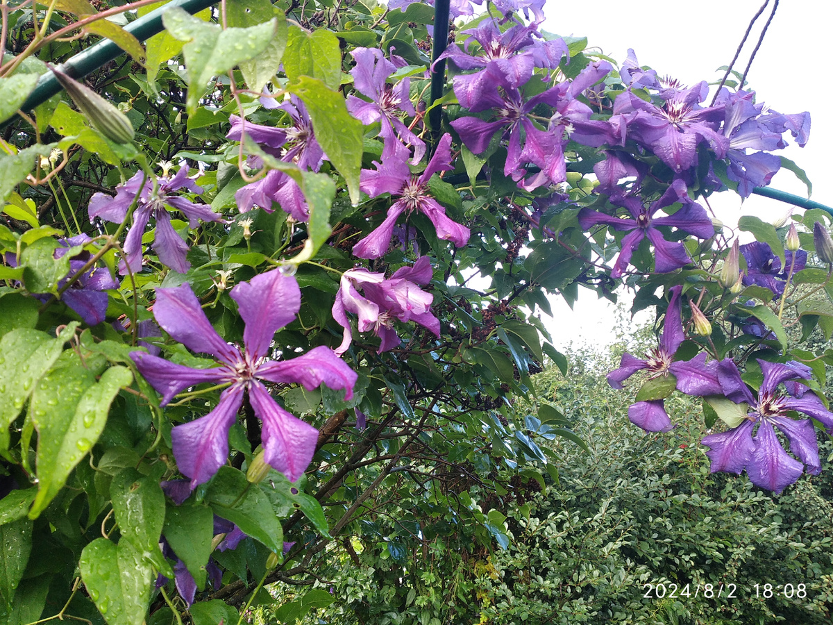 на арке цветет летом клематис