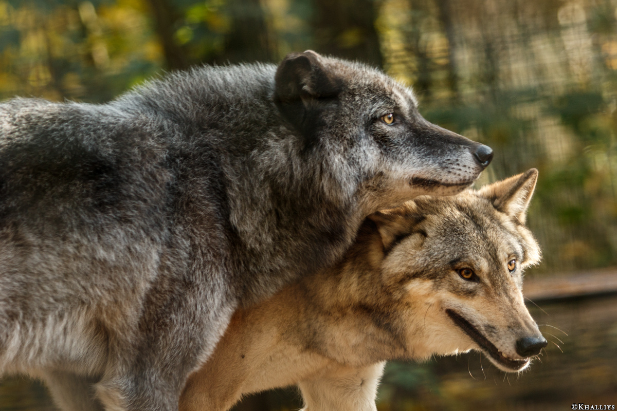 Фото с сайта: https://dawnthieves.com/galleries/foxes/red-foxes/t-saer-2015/kati-saerbeck1510-bo-20-4758