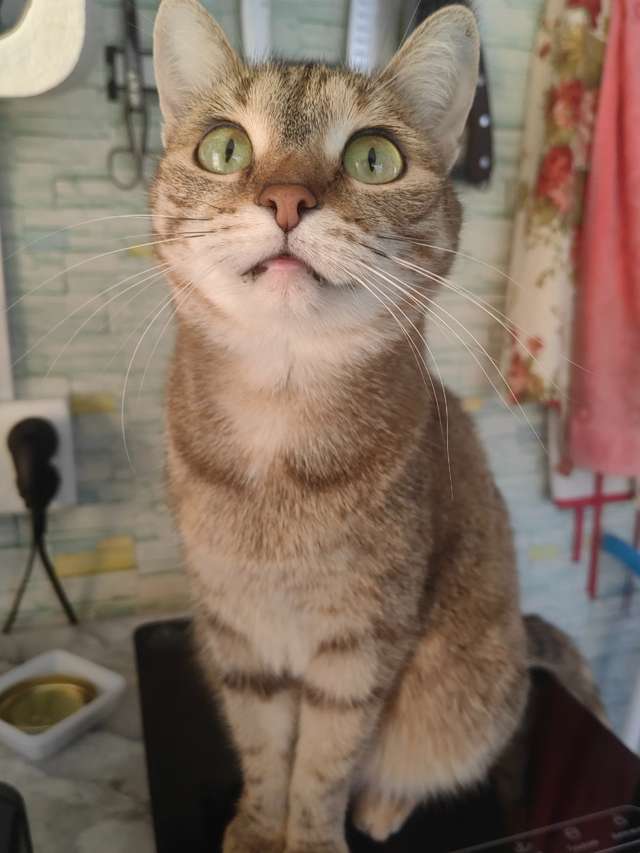 Наша гулена Буся