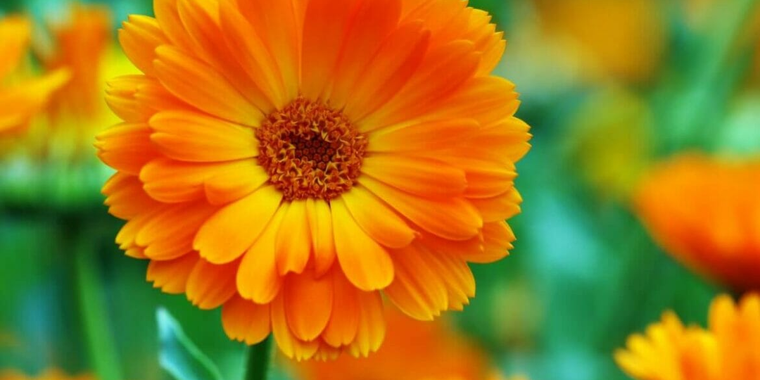 Цветок, который оберегает: магия природы в каждом лепестке ✨🌸