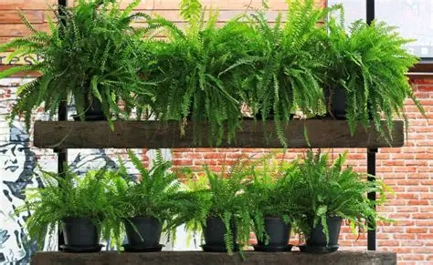 Тайна цветка папоротника: оберег или миф? ✨🌿