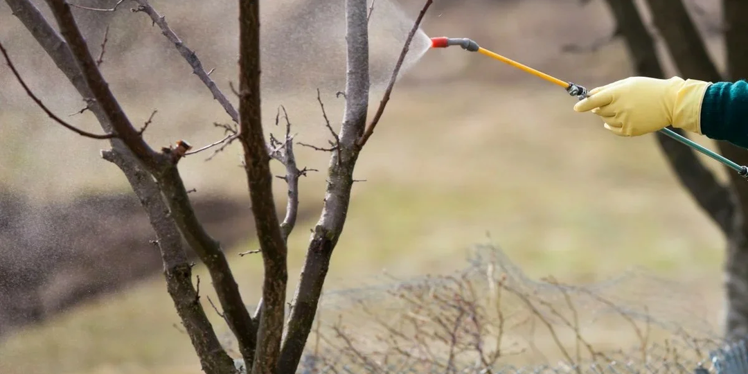 Как не запутаться в весенних обработках и за что хвататься садоводу