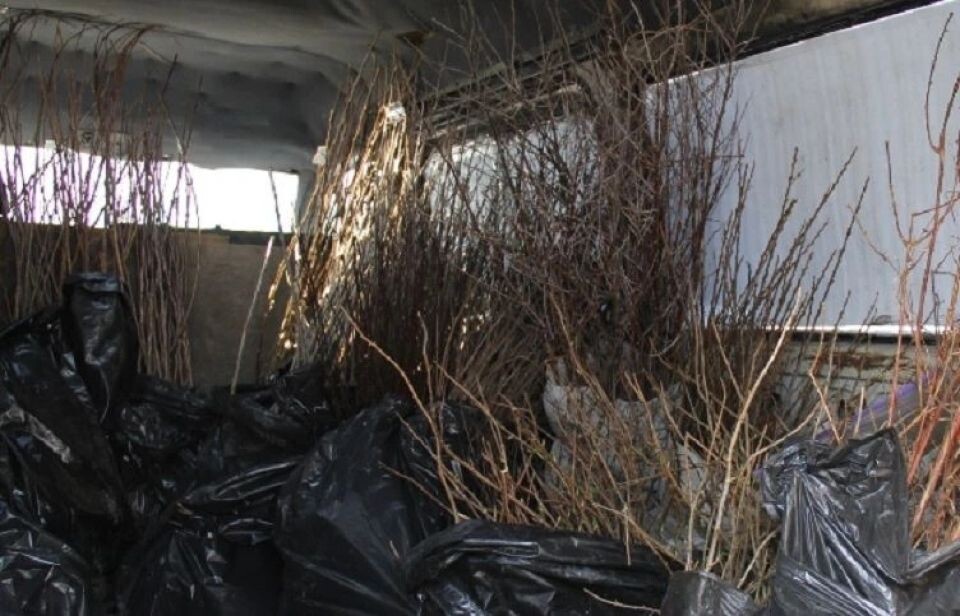    Запрещенные саженцы. Источник: Алтайский Россельхознадзор