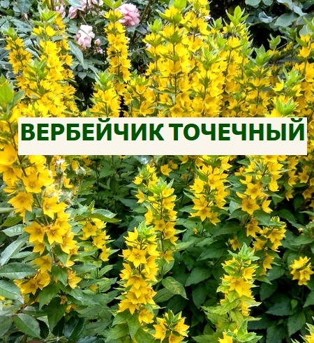 вербейчик точечный