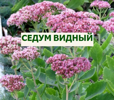 седум видный