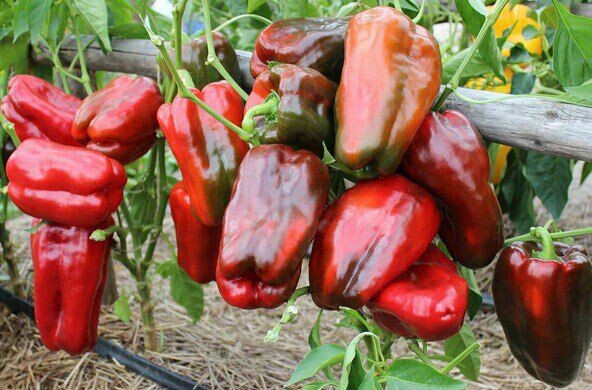 Шикарный урожай перца: 3 подкормки из СССР, о которых забыли даже опытные дачники. А зря!