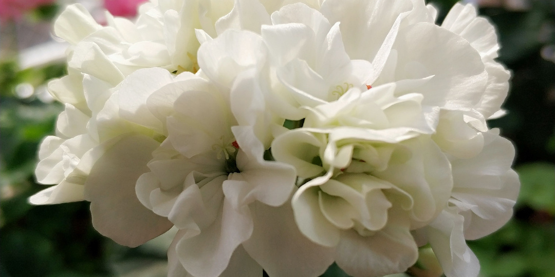 Моя коллекция пеларгоний. Лира Белая магия.