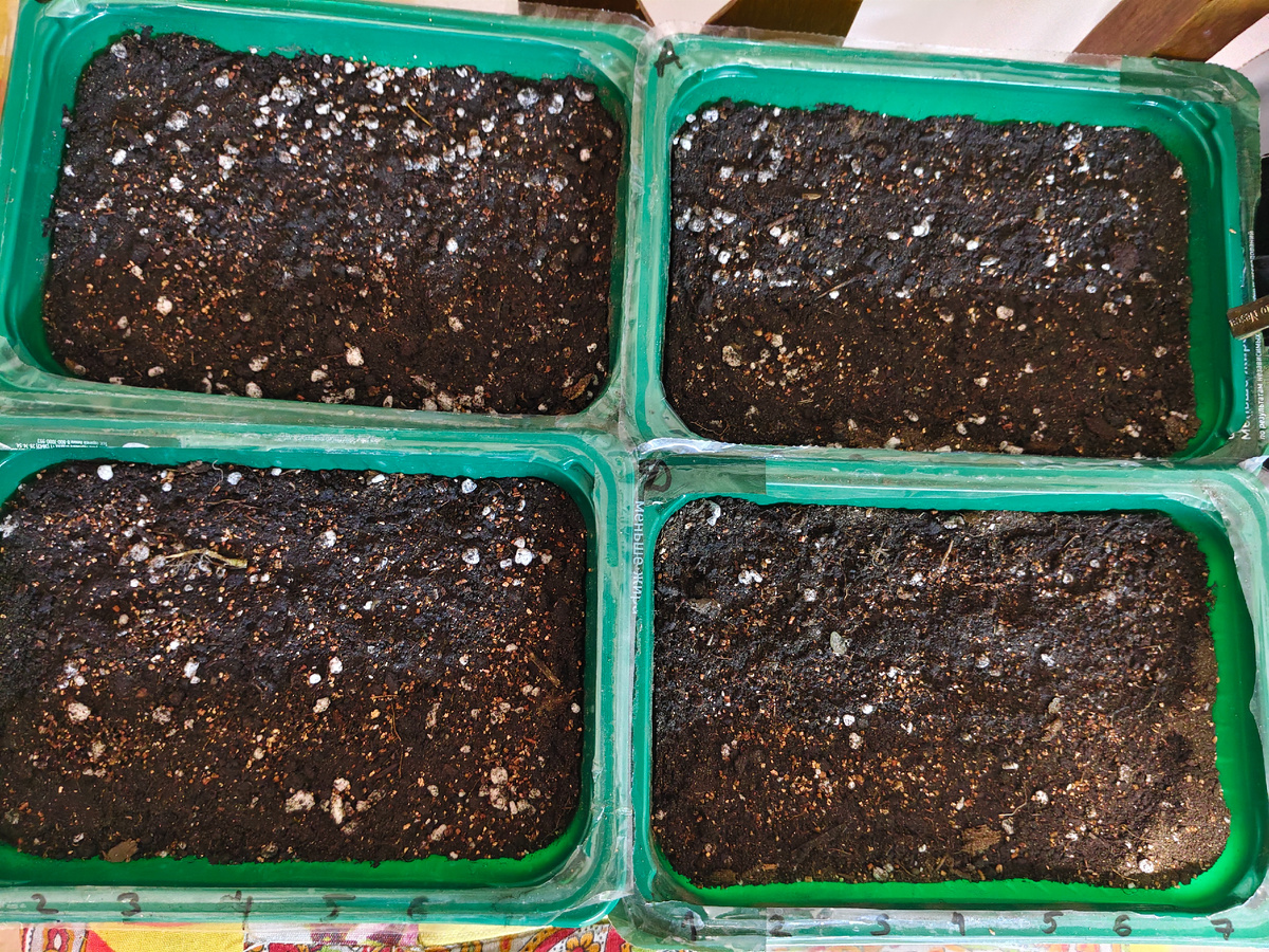 Здесь скоро будут всходы