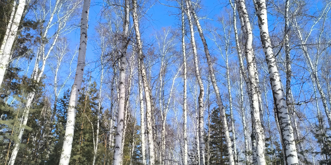 Малой родины, весна идет