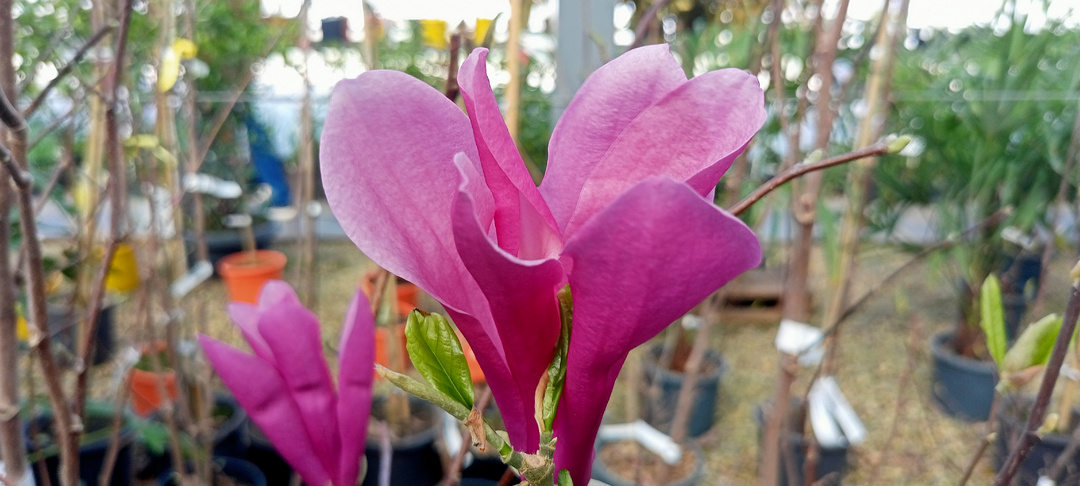 Садовый центр в Супсехе