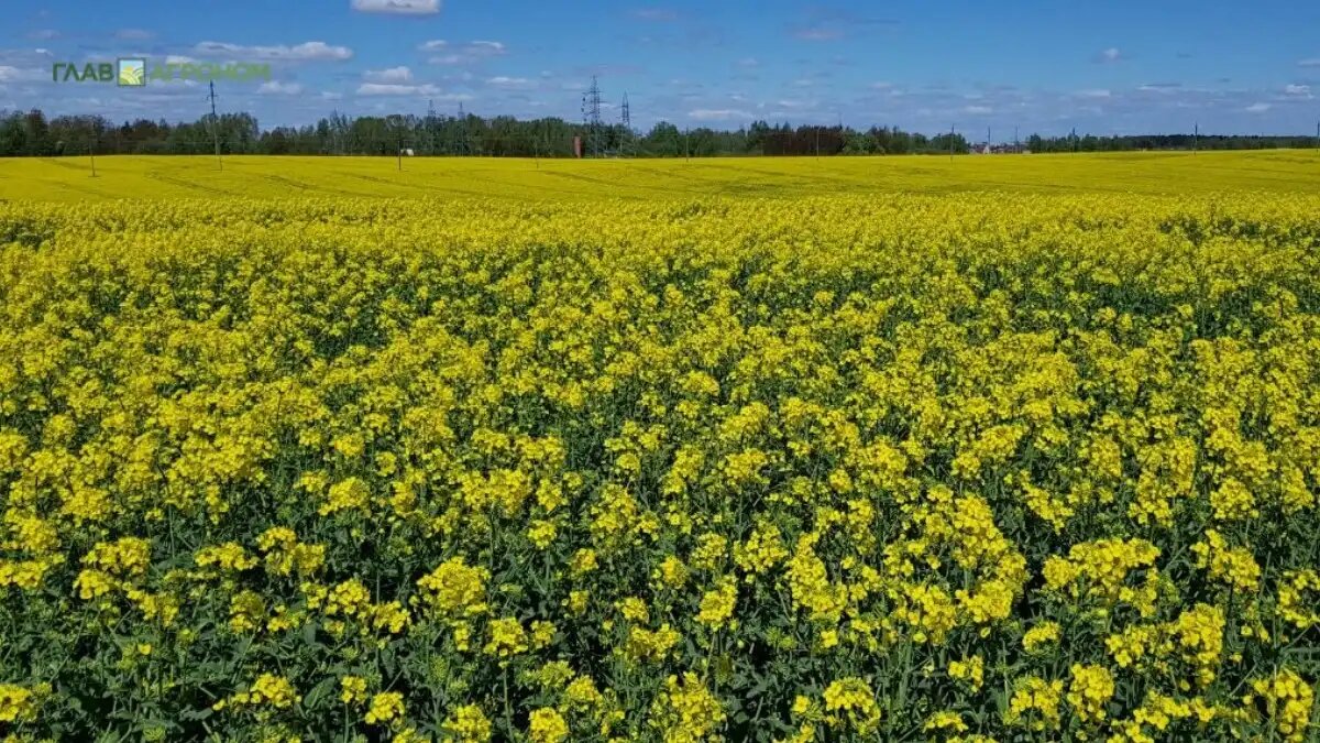 Фото:© Владимир Исаенко / Glavagronom.ru
Рентабельность рапса в 2026 году, тенденции, цены и лидирующие регионы