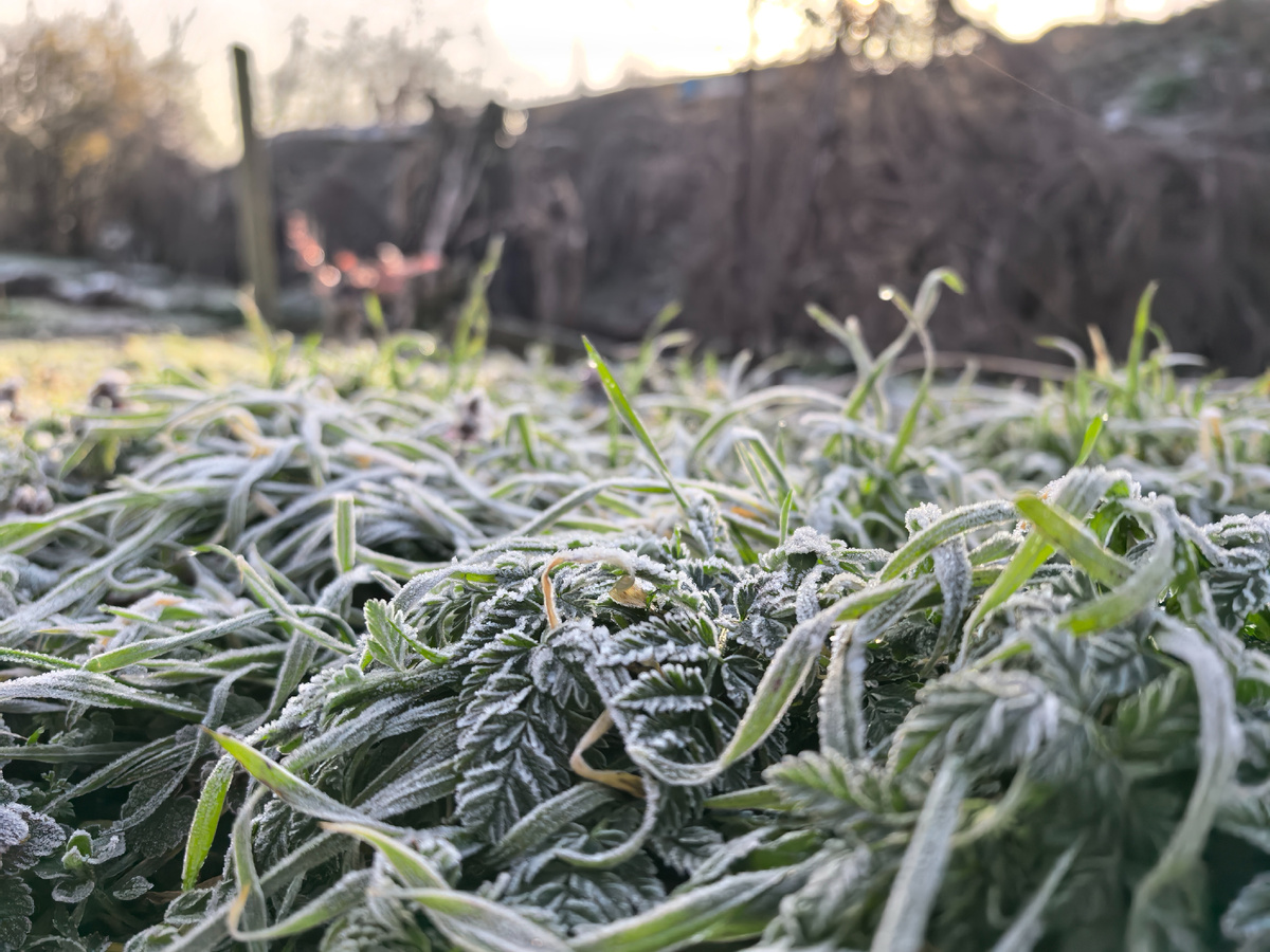 Замороженная зелень