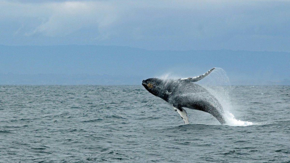    Баренцево море — дом для множества морских млекопитающих, включая величественных китов