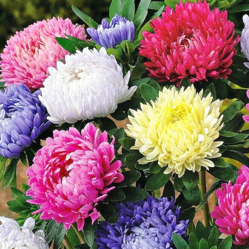 из интернета