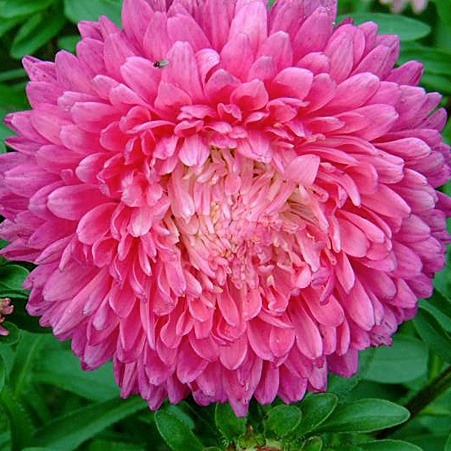 из интернета