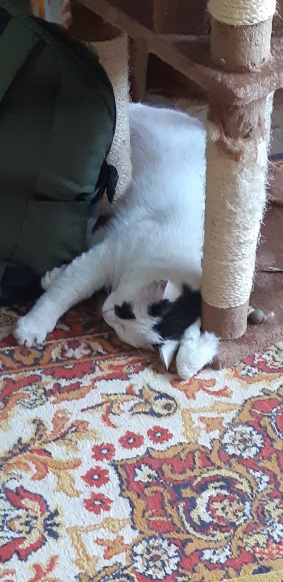 Коты дерут  в планшетах космические карты и Йося помечает в последний раз маршрут, давайте-ка, котята, мяукнем перед стартом, у нас ещё в запасе есть....сколько-то минут. Я верю, друзья, караваны котов помчат нас вперёд от сосны до сосны...на пыльных тропинках далёких планет останутся Кити следы..и рядышком Йоси следыыы..