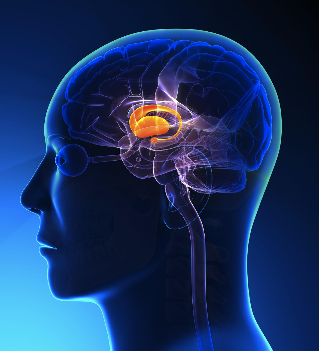 Таламус (или зрительный бугор) — это парная структура в центре головного мозга, которая выполняет роль главного распределительного центра (фильтра) всей информации, поступающей от органов чувств к коре больших полушарий. Он расположен в промежуточном мозге симметрично по обе стороны от третьего желудочка.