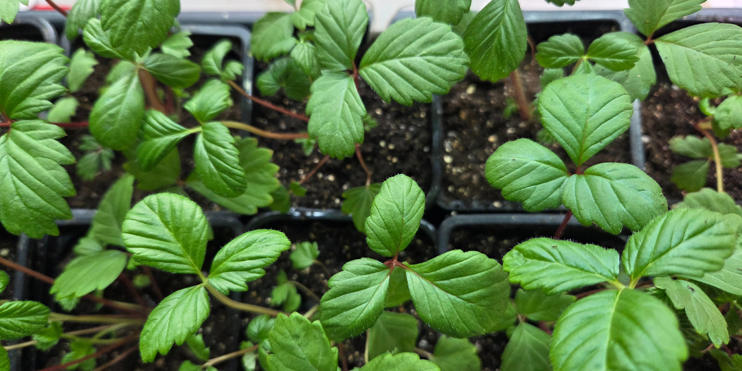 Перевалка земляники в 0,5 л стаканы: мой секрет крепкой рассады, чтобы ягоды были уже в этом году