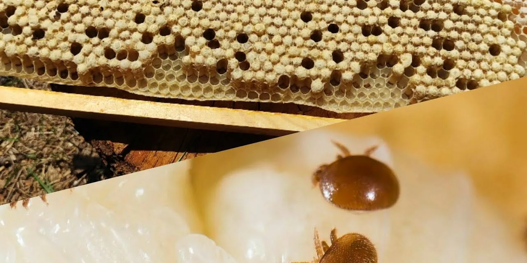 Хотите убрать клеща, не используя химии? Рассказываю, как я снижаю заклещеванность пчелосемей с помощью рамок-ловушек.