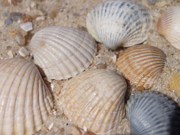 Азовские ракушки