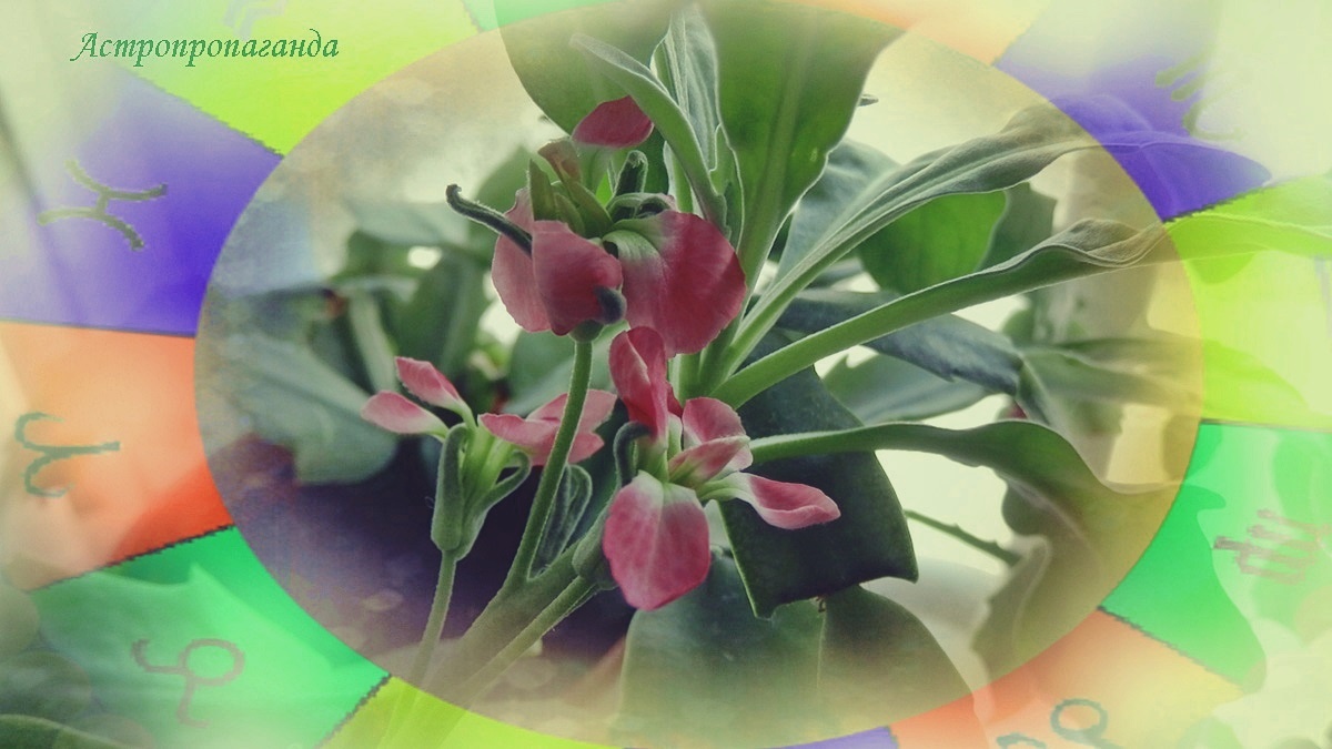 Гороскоп на неделю с 16 по 22 марта 2026: наступает год Осла | Недельный гороскоп