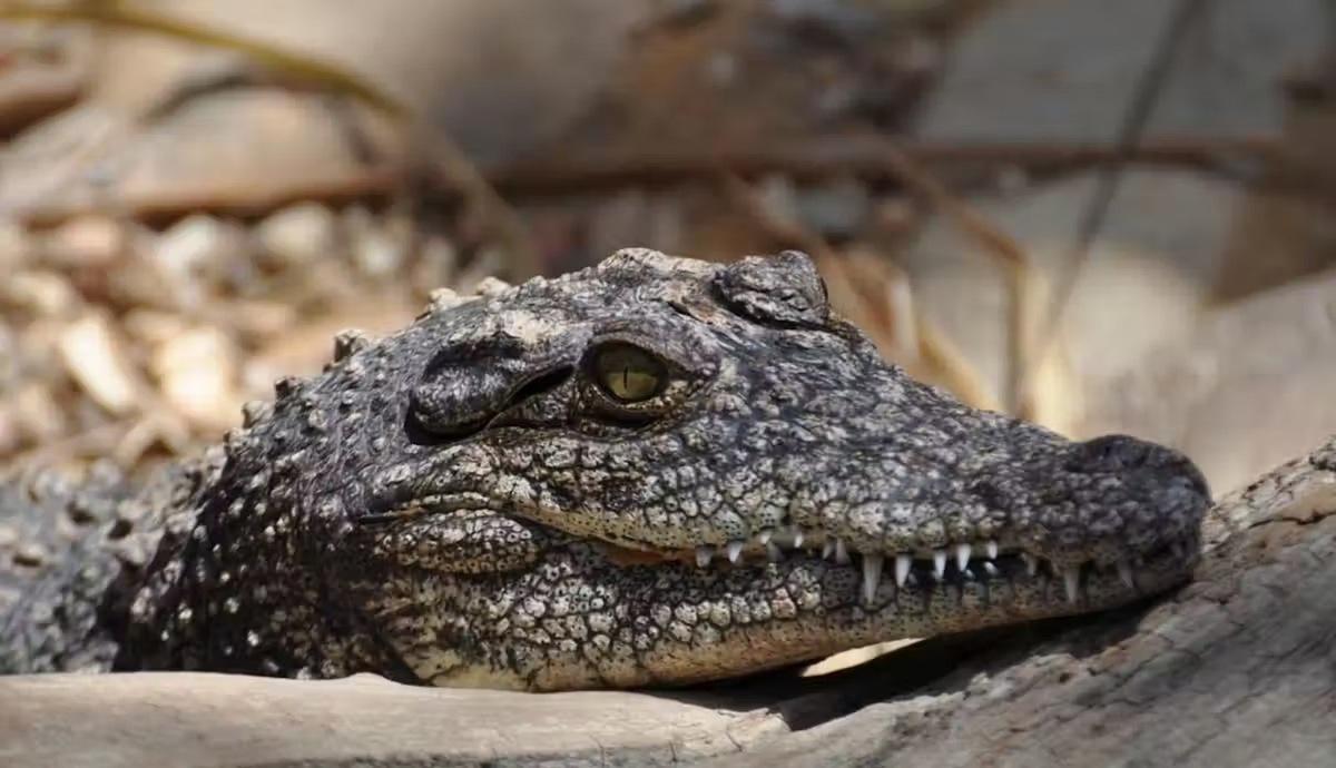    У двухлетних крокодилов в костях оказалось по пять или шесть циклов роста. Автор фото Мария Евгения Перейра