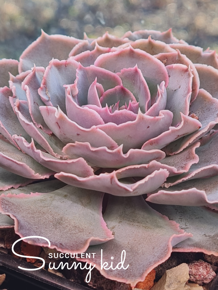Echeveria shaviana. Sunny kid | Succulent