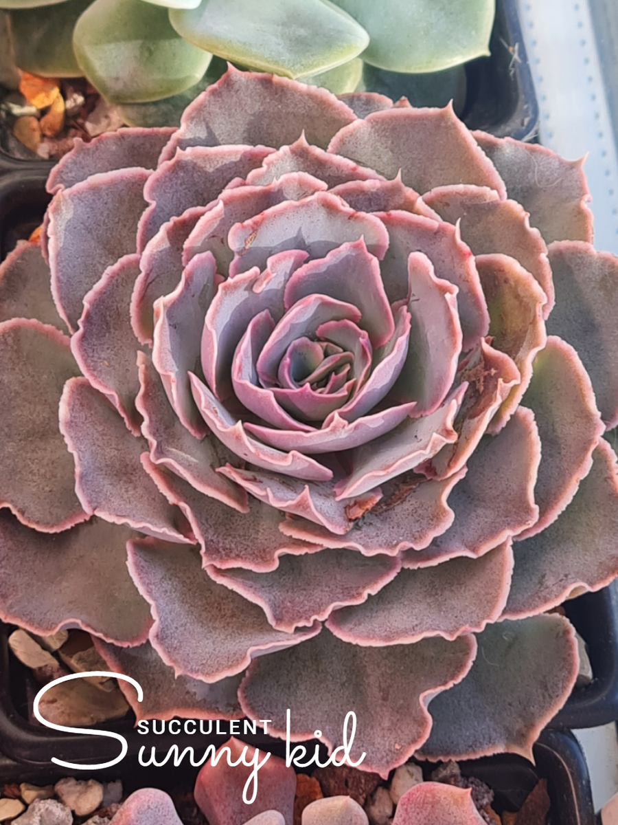 Echeveria shaviana. Sunny kid | Succulent