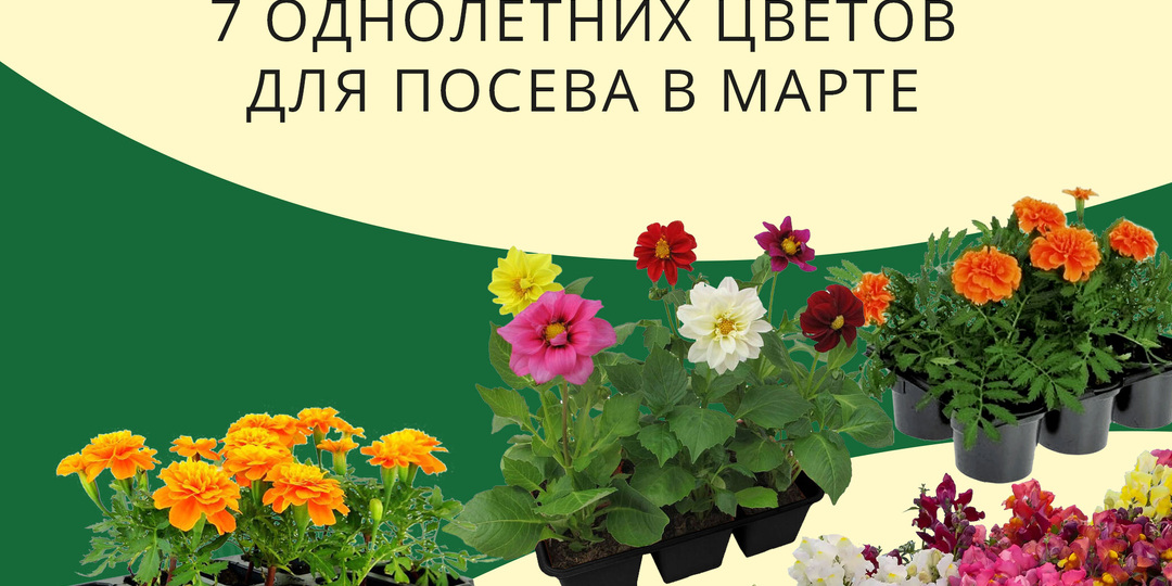 7 однолетних цветов, которые стоит посеять уже в марте — летом клумба скажет вам спасибо 🌸