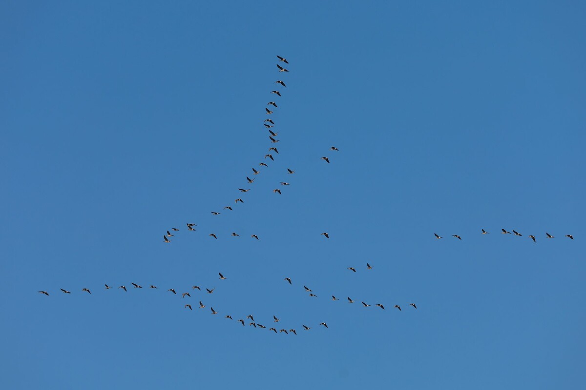  © Павел Орловский, Times.by