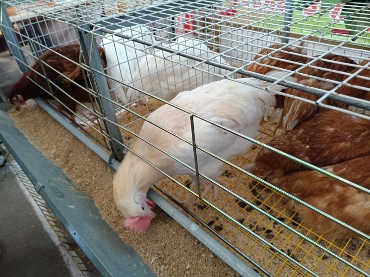     Фото: МК-Кавказ