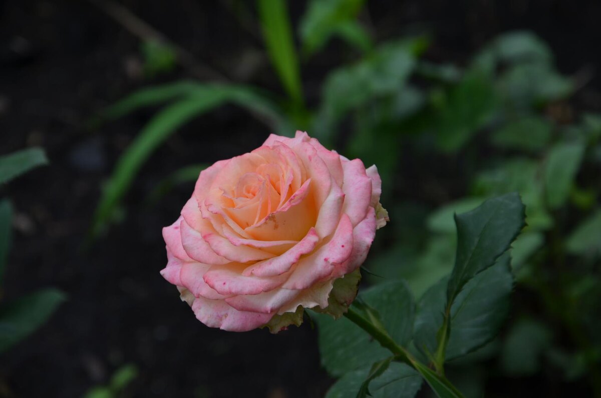 Первое цветение розы в моём саду.