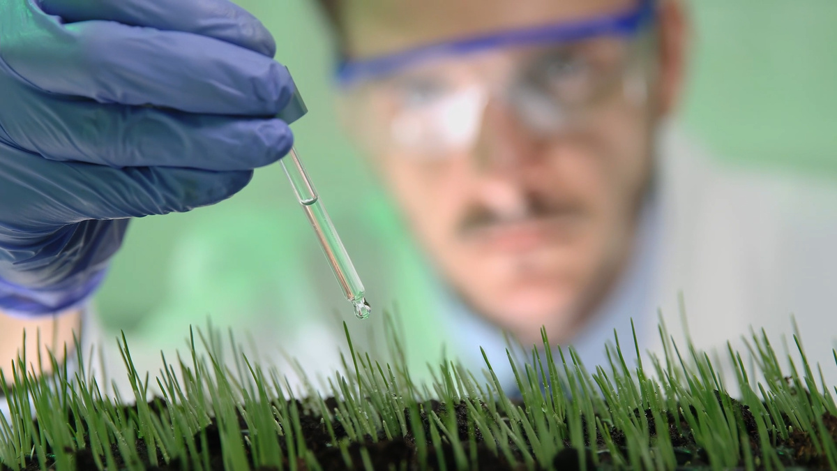    3 года вместо 15: как ученые выводят новые сорта растений, редактируя геном