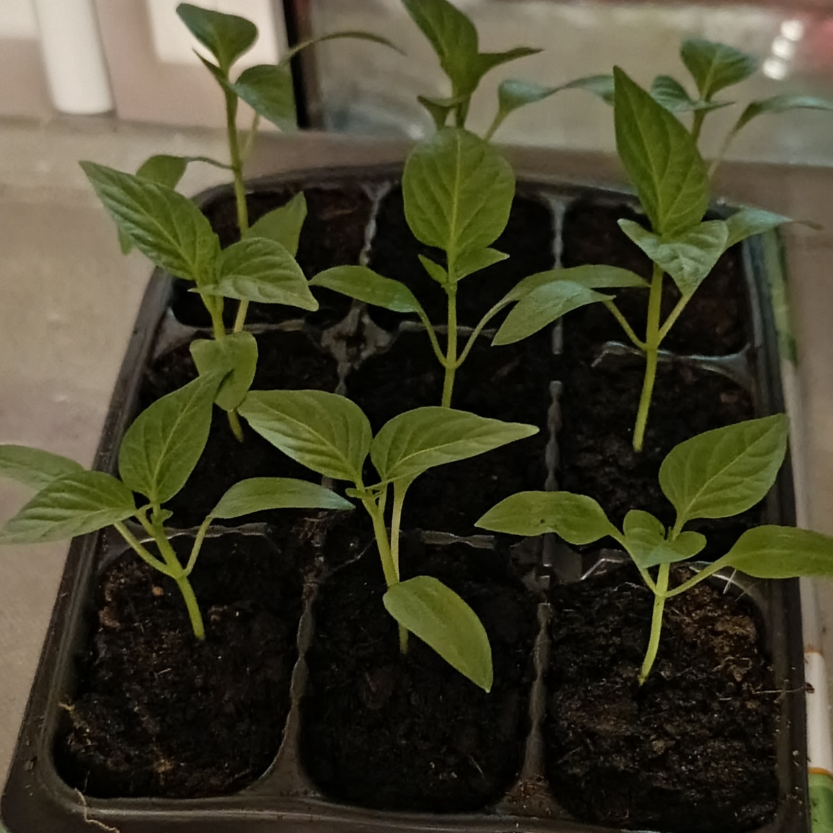 Ячеек в кассете девять, поэтому десятый, запоздалый перчик оставила пока что в посевной плошке, пусть там наращивает свою корневую и листовую массу.