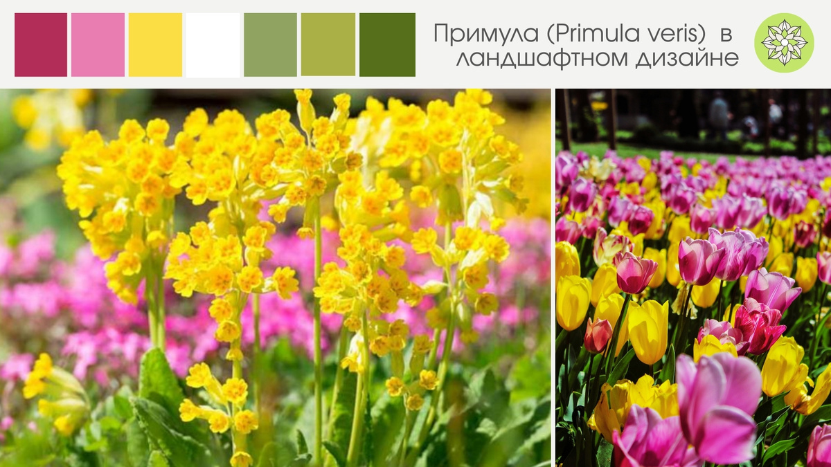 По одной из легенд, первоцвет вырос на месте, где апостол Петр случайно уронил ключи от Царствия Небесного. 