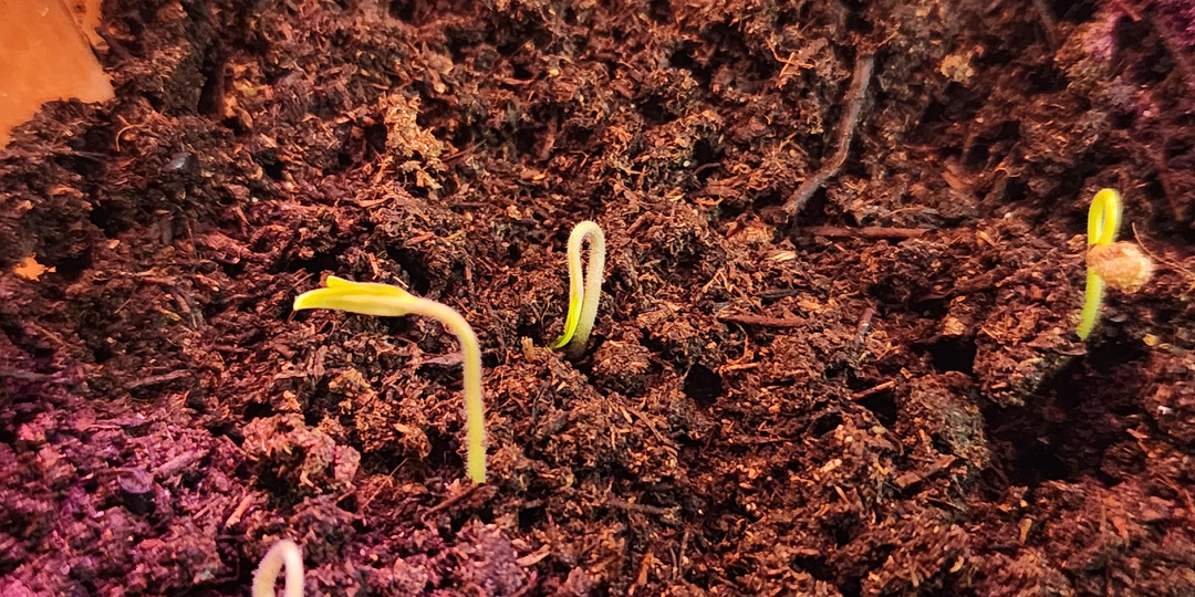 Петельки томатов появились — что делать дальше, чтобы рассада выросла крепкой и не вытянулась