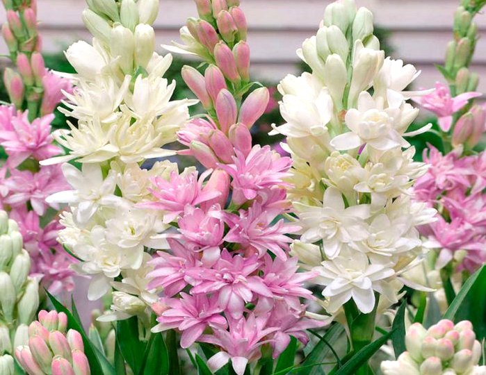 Тубероза (полиантес)