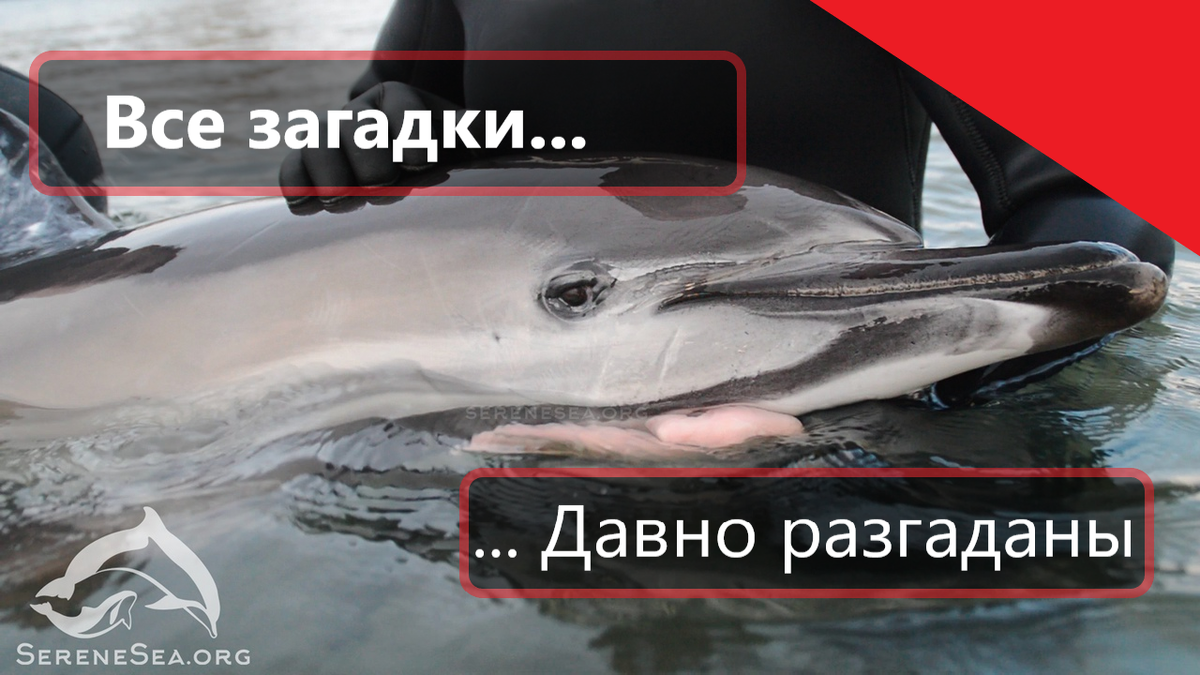 Дисклеймер: АНО "Лаборатория Афалина" предоставляет для авторов площадку для научно-популяризаторской деятельности в сфере интересов Организации с проверкой приведённой информации на достоверность. Позиция автора может не совпадать с позицией Организации. Организация не несёт ответственности за заявления автора, его мнение и субъективные взгляды.