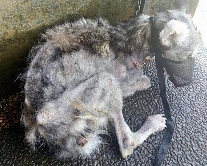 Нашёл на помойке комок шерсти, который едва дышал. Год спустя я плакал от счастья