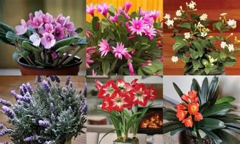 Цветок — оберег дома: секреты гармонии и защиты 🌿🏡