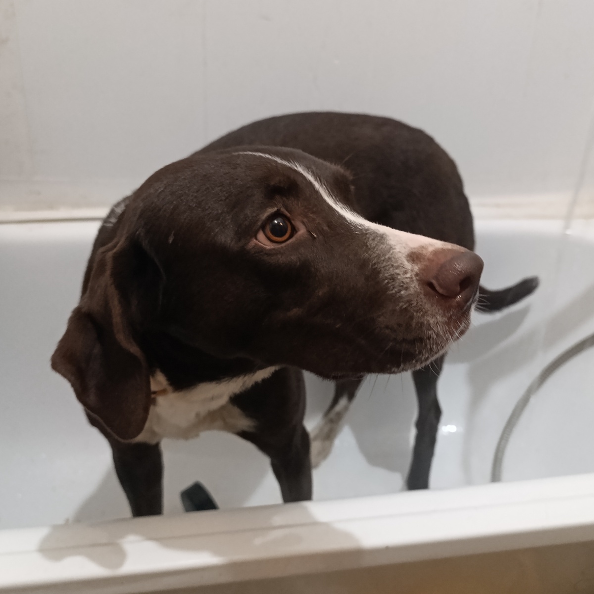 Ламка-говнямка!