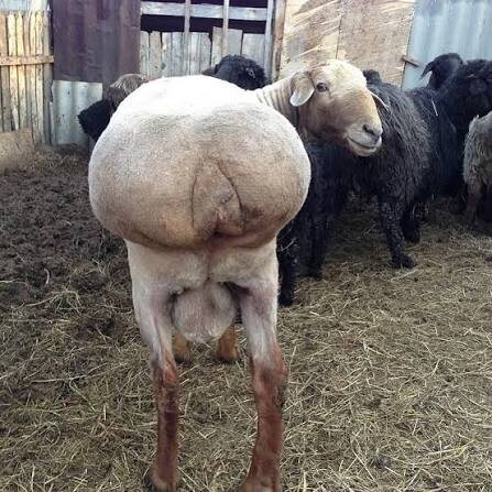 Курдючный жир — это жировое отложение в области хвоста у определенных пород овец, популярное в кухнях Средней Азии, Кавказа и Монголии. Слово «курдюк» происходит от тюркского «хвост». Фото: Pinterest.com