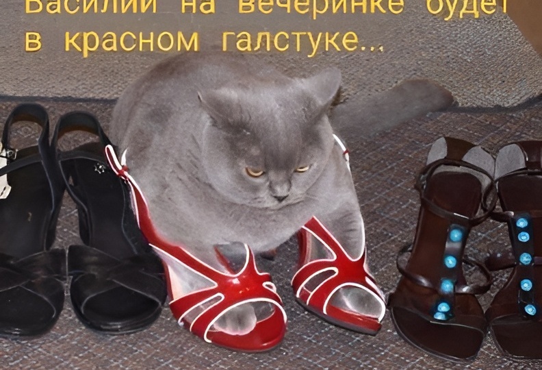 Мемы с котиками для отличного настроения: 15 смешных причин в картинках любить пушистых