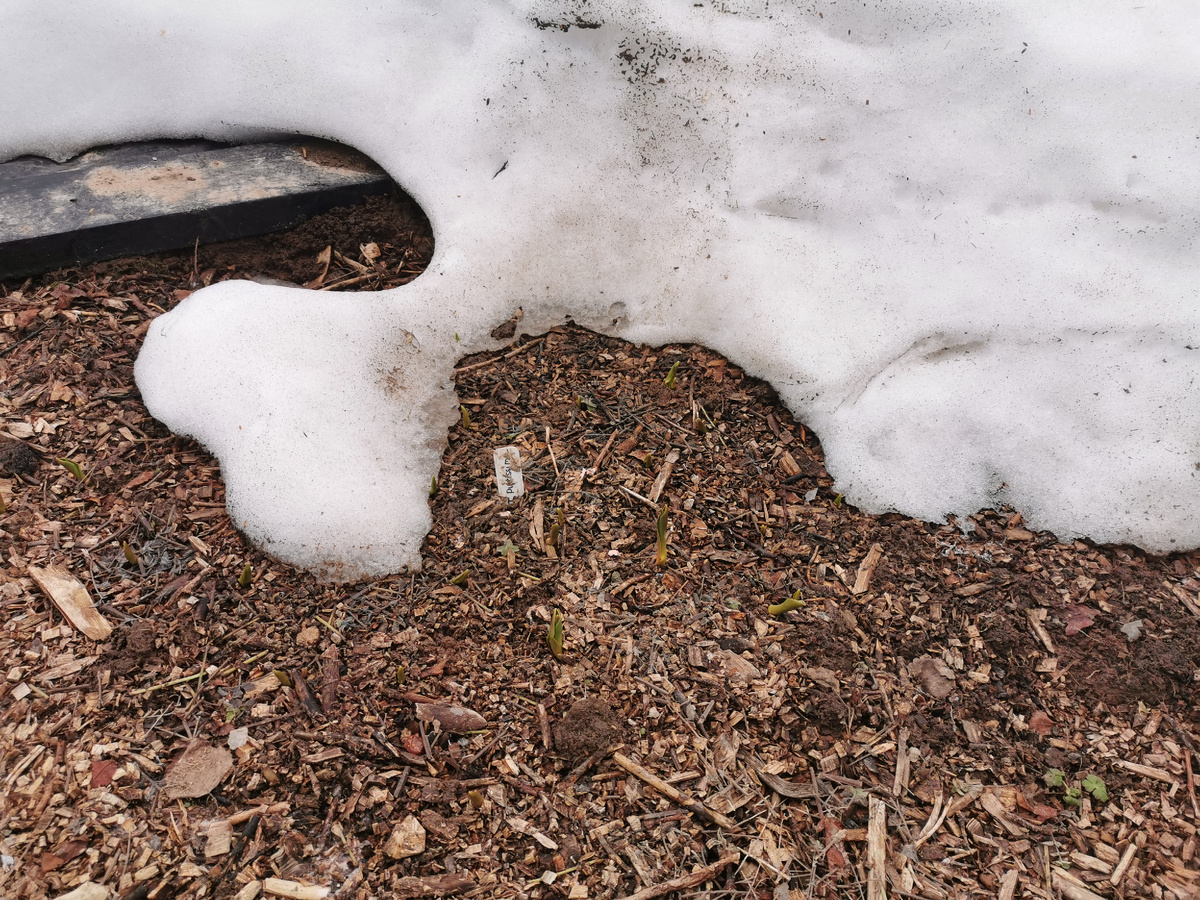 Место для настоящих подснежников - там, где снег сходит в первую очередь