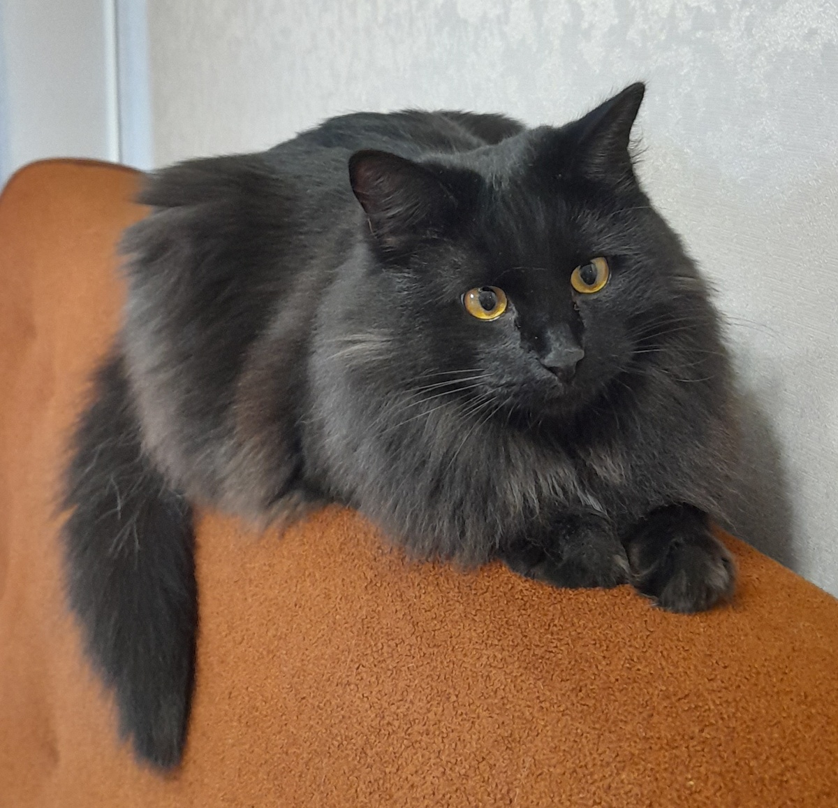 Лео знает, что эта статья про него. И одобряет.