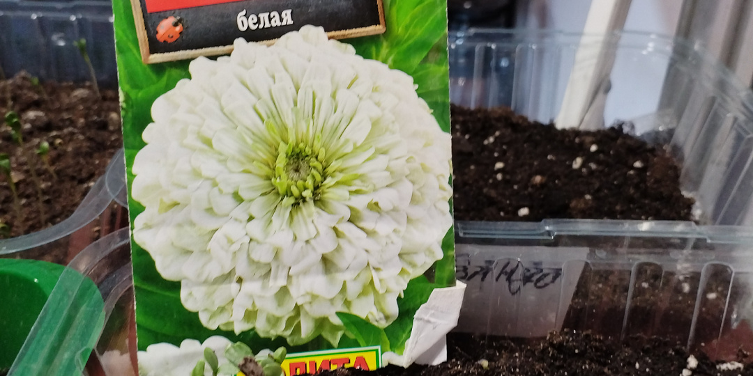 Моя цветочная лихорадка. Что посеяла на гошечку.